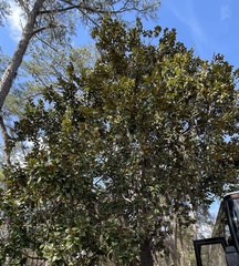 Magnolia grandiflora