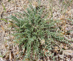 Astragalus lotiflorus