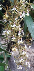 Epidendrum stamfordianum