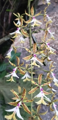 Epidendrum stamfordianum