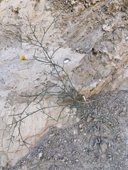 Porophyllum scoparium