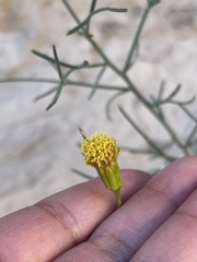 Porophyllum scoparium