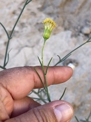 Porophyllum scoparium
