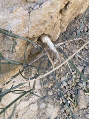 Porophyllum scoparium