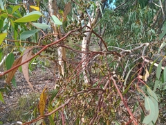 Eucalyptus wandoo