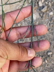 Porophyllum scoparium