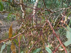 Eucalyptus wandoo