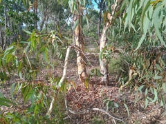 Eucalyptus wandoo