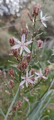 Asphodelus ramosus