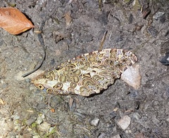 Andeabatis chilensis