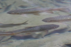 Golden Mahseer Barb photo 2