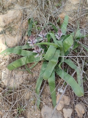 Bellevalia desertorum