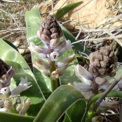 Bellevalia desertorum