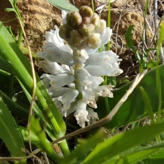 Bellevalia desertorum