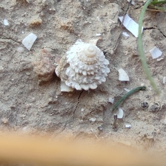 Xerocrassa tuberculosa