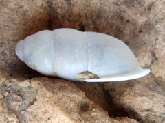 Buliminus labrosus labrosus