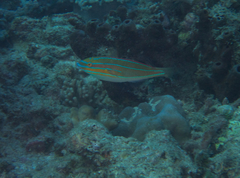 Stethojulis trilineata