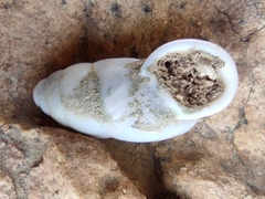 Buliminus labrosus labrosus