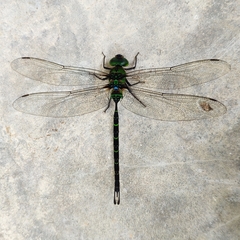 Gynacantha basiguttata