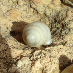 Buliminus labrosus labrosus