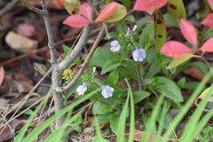 Mazus stachydifolius