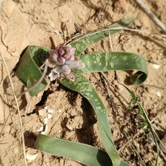 Bellevalia desertorum