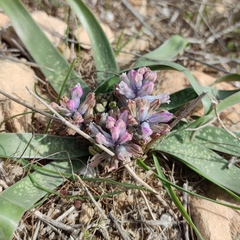 Bellevalia desertorum