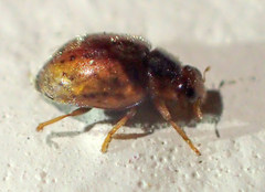 Scymnus nebulosus