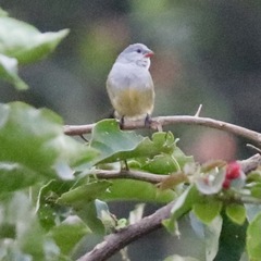 Coccopygia quartinia