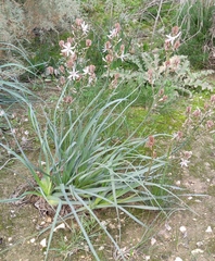 Asphodelus ramosus