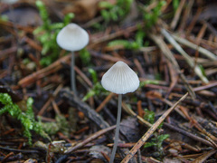 Mycena stylobates