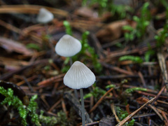Mycena stylobates