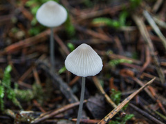 Mycena stylobates