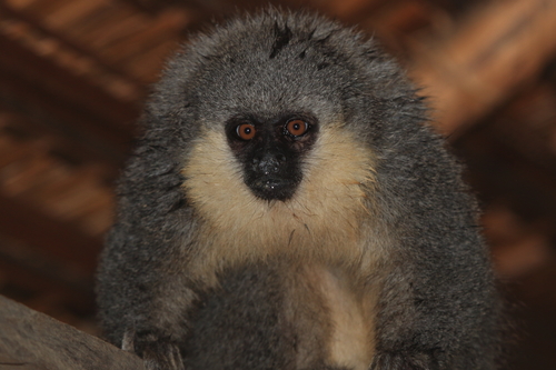 Hoffmanns's Titi (Plecturocebus hoffmannsi) — Least Concern Mammalia
