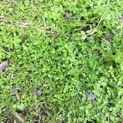 Callitriche japonica