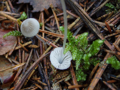 Mycena stylobates