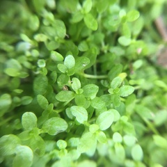 Callitriche japonica