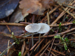 Mycena stylobates