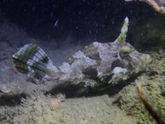 Acreichthys tomentosus