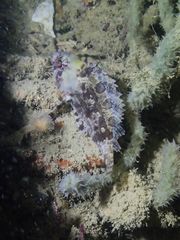 Centrogenys vaigiensis