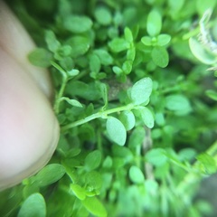 Callitriche japonica