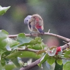 Coccopygia quartinia