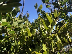 Griselinia scandens