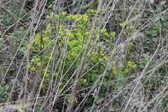 Euphorbia pekinensis