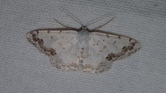 Scopula decorata