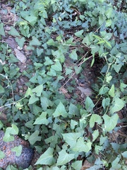 Calystegia macrostegia amplissima