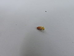 Gastropoda