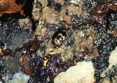 Ischyrus quadripunctatus