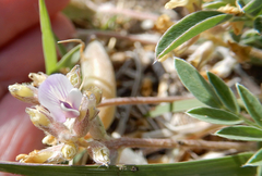 Astragalus lotiflorus