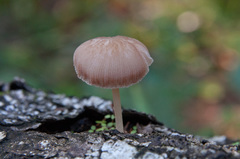 Pluteus semibulbosus